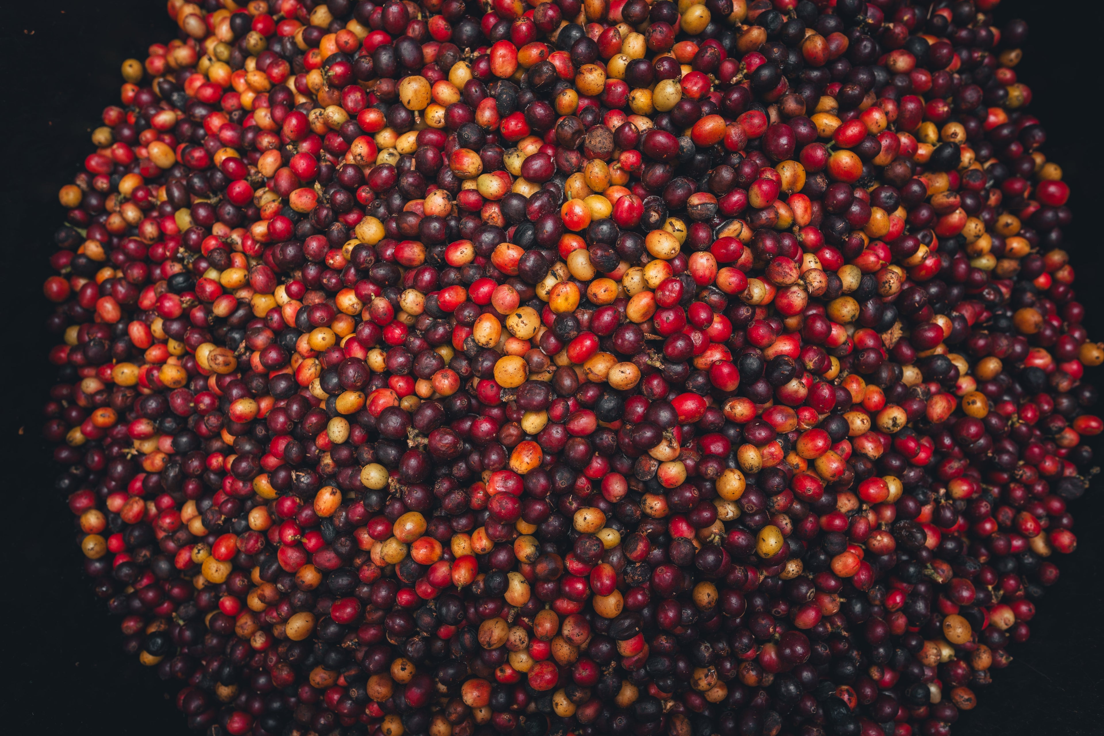 Unique Coffee Varietals Every Specialty Coffee Lover Should Know