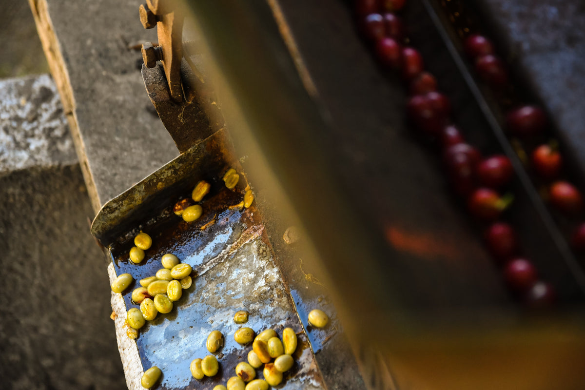 How to buy coffee like an art collector