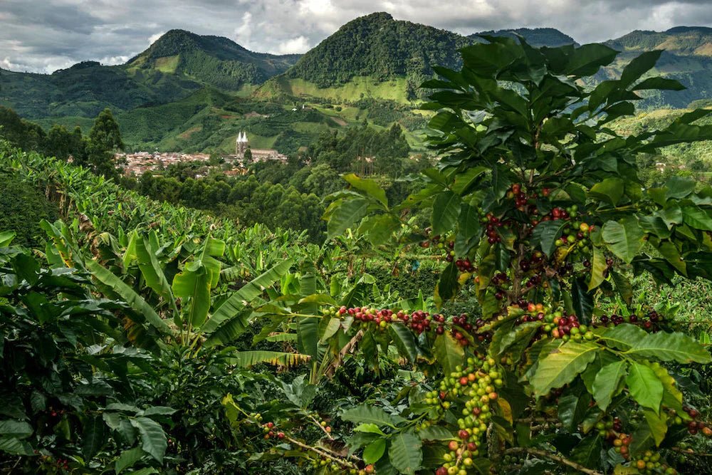 Colombian Coffee: Rooted in history, brewed into culture - Flava Coffee