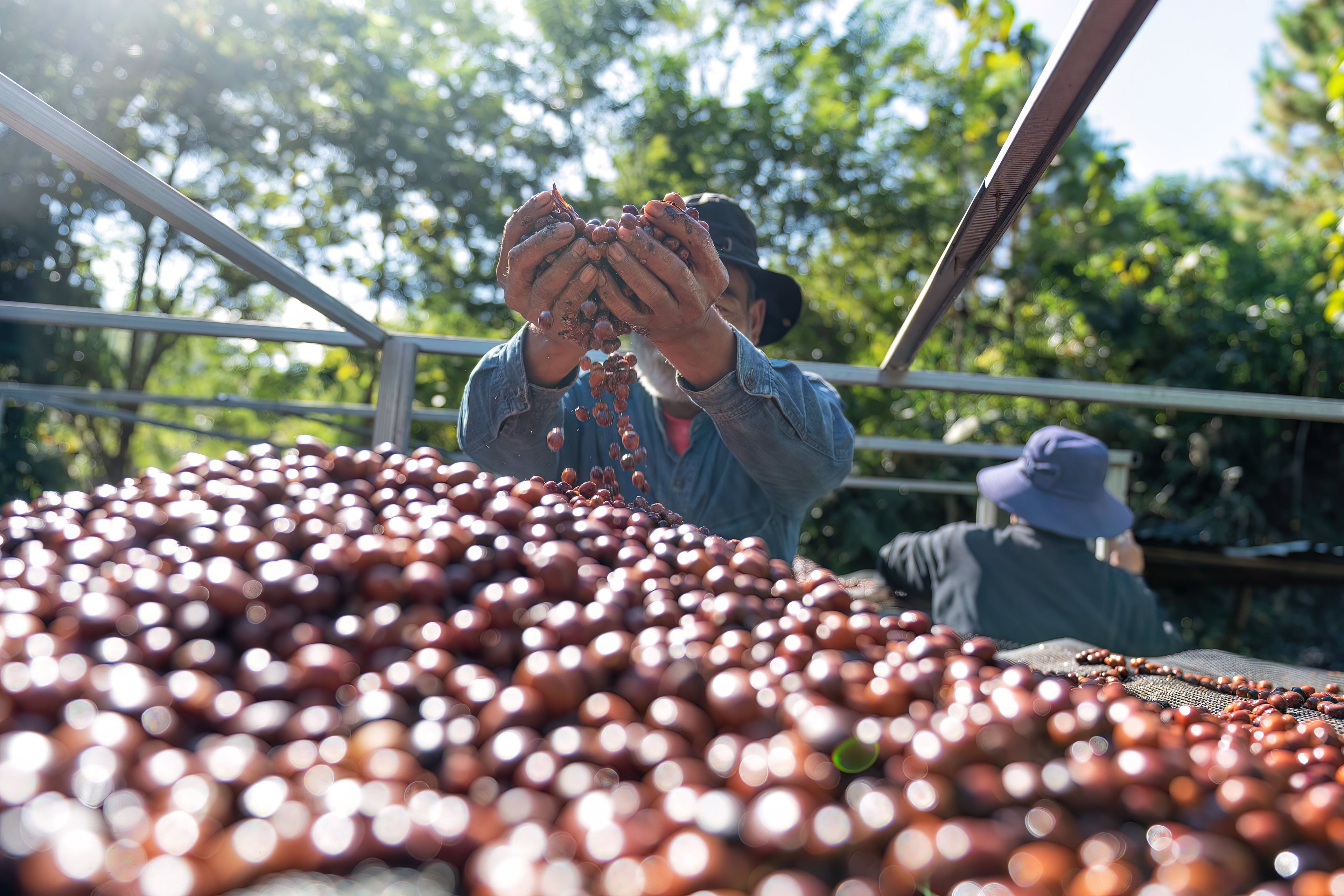 Fermentation in Coffee: Shaping Coffee Like Art