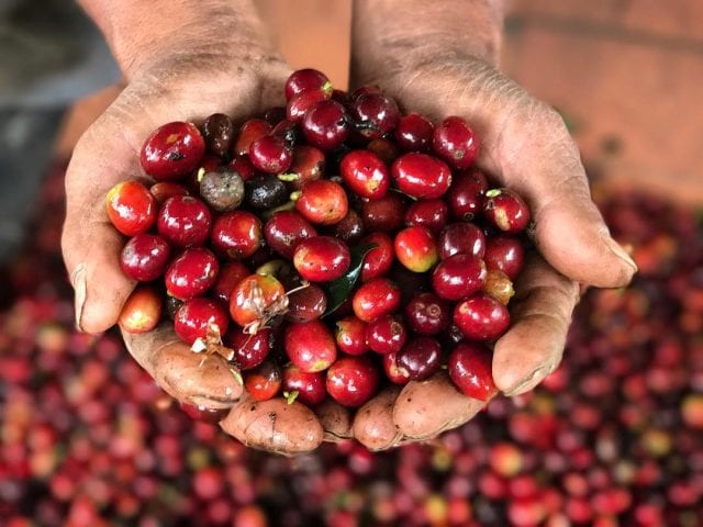 FROM FRUIT TO YOUR MUG: THE FASCINATING JOURNEY OF COFFEE - Flava Coffee