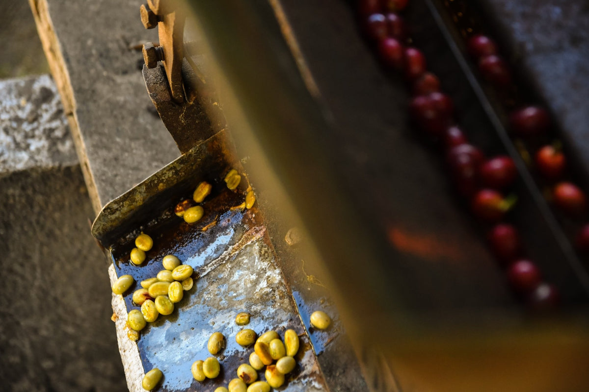 How to buy coffee like an art collector