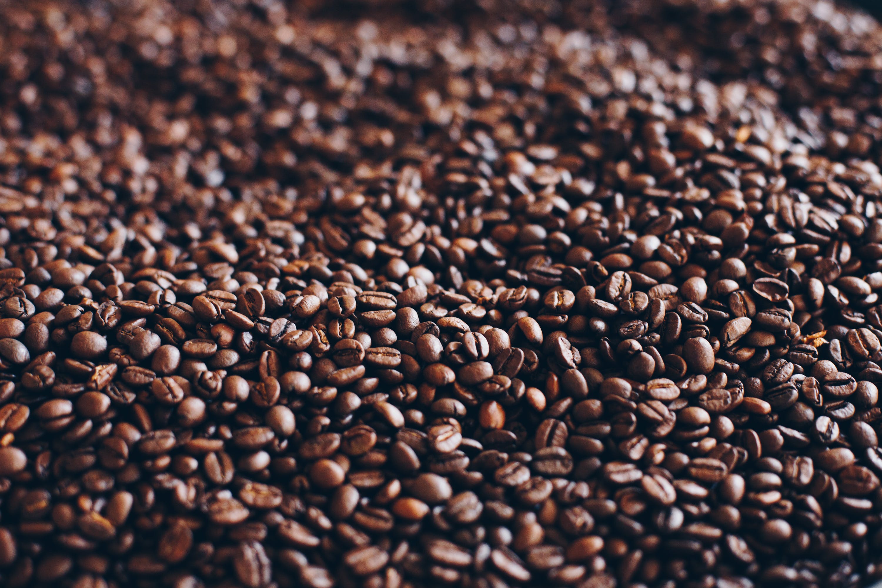 Flava Coffee Co. at World of Coffee in Dubai