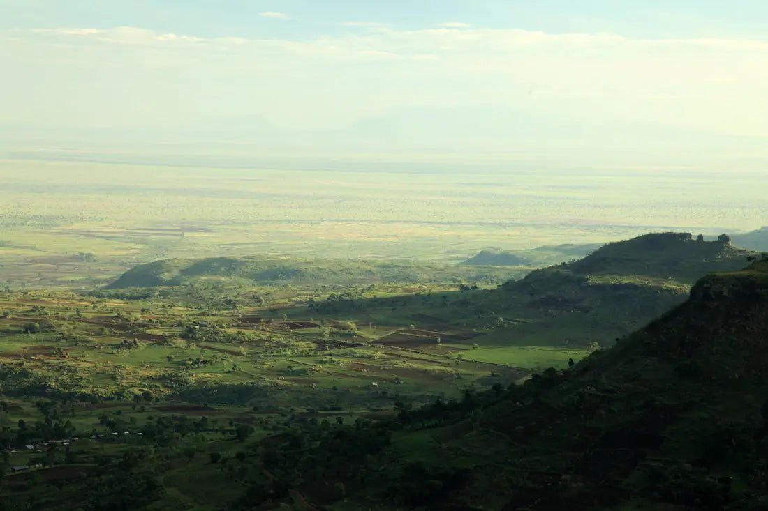 Uganda Coffee: Rising Star of Specialty Coffee - Flava Coffee