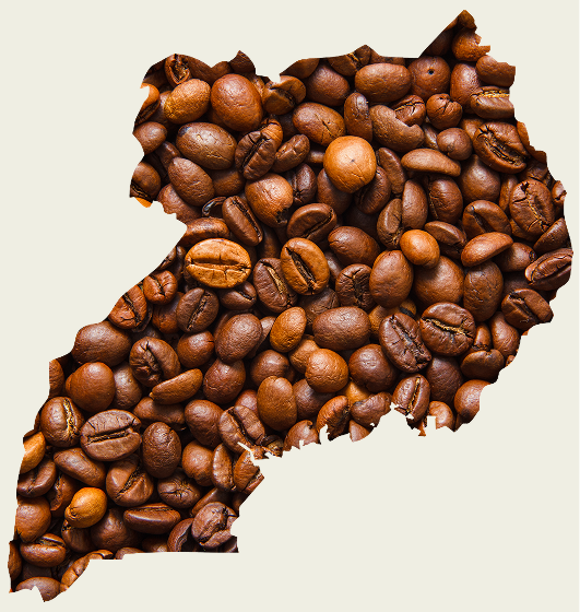 Premium Uganda Coffee | Fresh Beans & Ground Coffee Collection